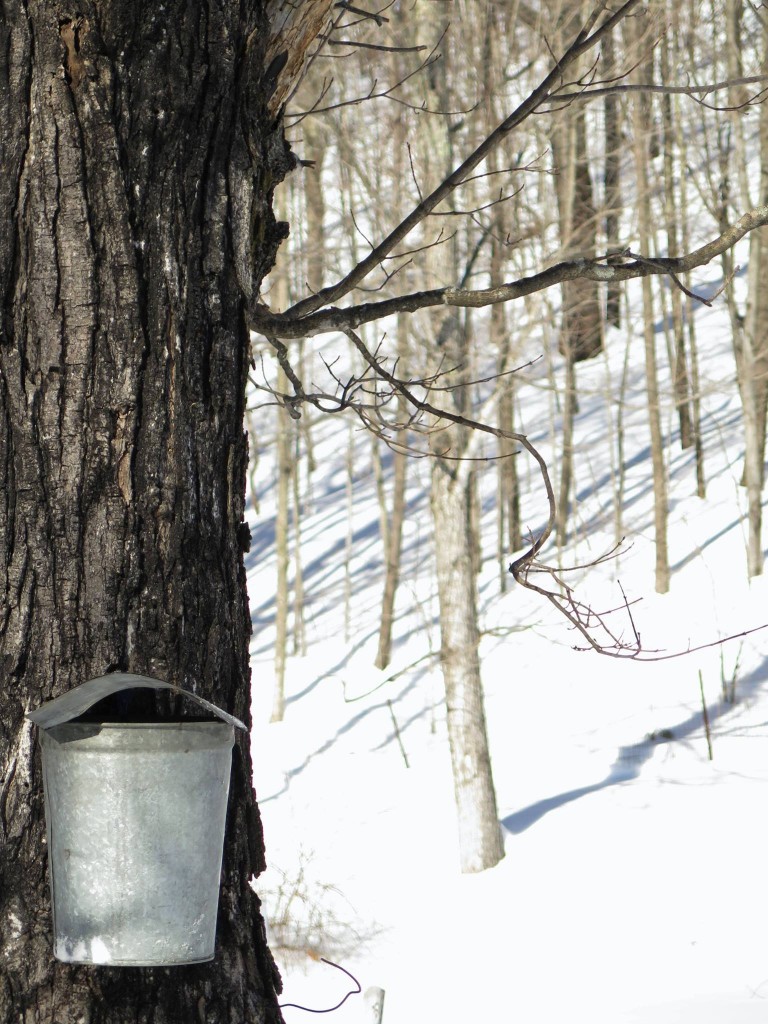 A metal bucket (one of dozens) hangs on a sugar maple at the King family farm in New Hampshire. Photo courtesy of the author. 