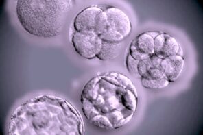 Alabama’s IVF Ruling Reveals Deep Ties to This Increasingly Influential Christian Right Movement